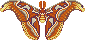 Attacus atlas