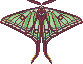 Graellsia isabellae