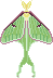 Actias luna